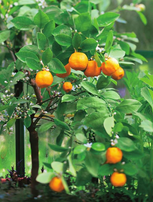 Каламондин