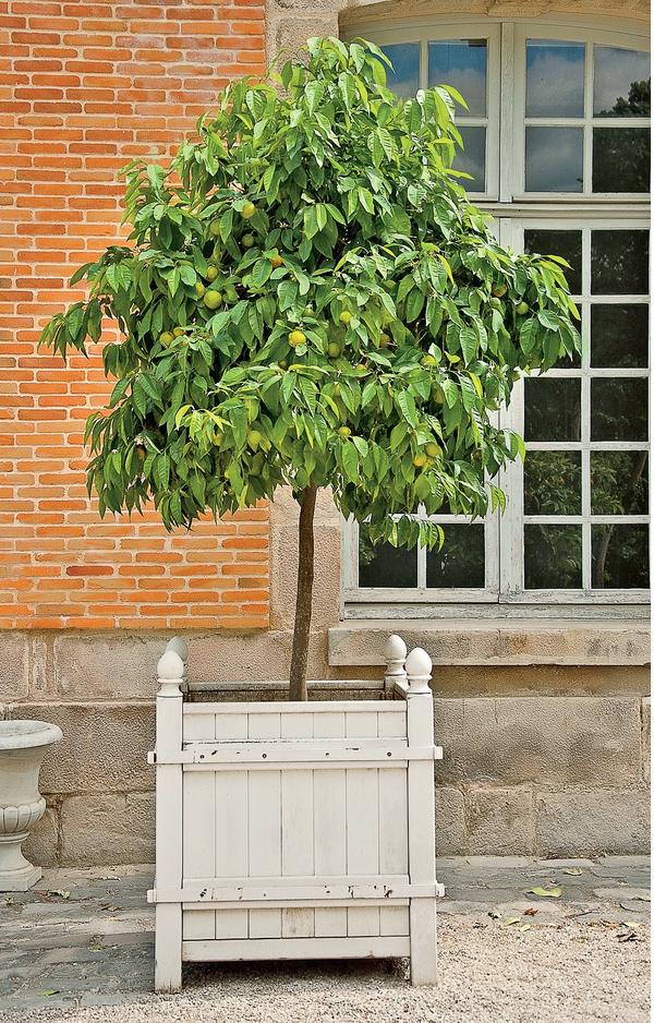 Летом все в сад!