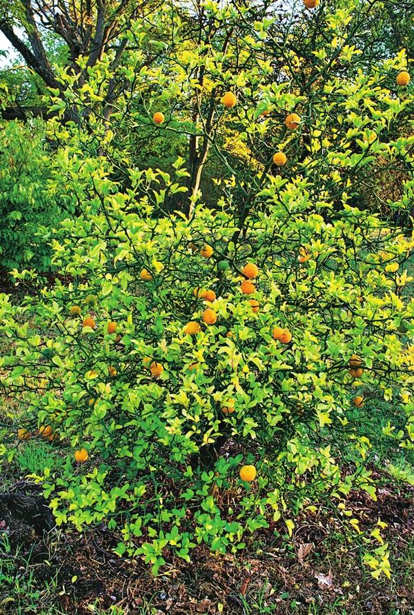 Понцирус трехлисточковый (Poncirus trifoliata)