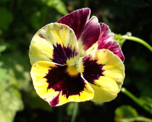 Пятнистая виола Виттрока