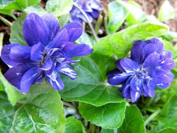 Махровая душистая фиалка