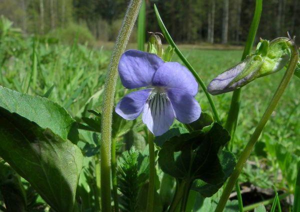 Фиалка собачья (Viola canina)
