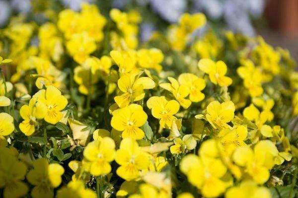 Фиалка рогатая