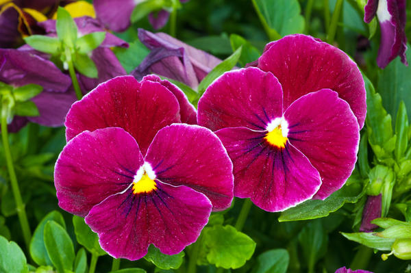 Виола Виттрока