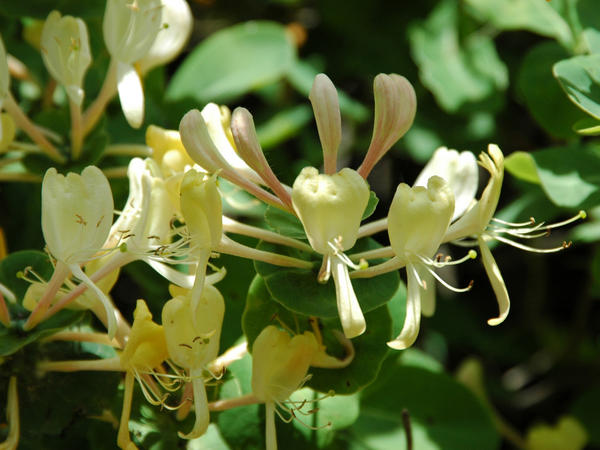 Жимолость каприфоль (Lonicera caprifolium)