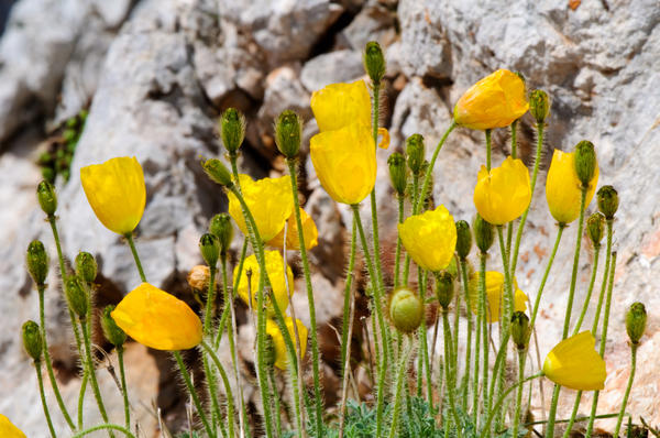 Мак альпийский (Papaver alpinim)