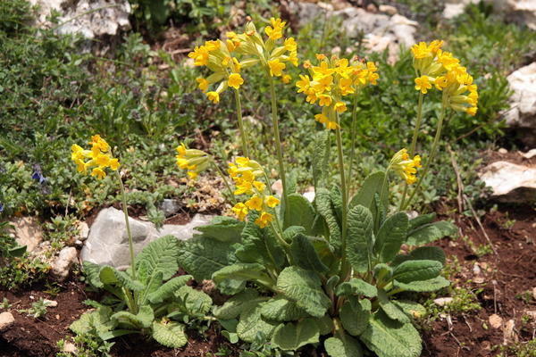 Первоцвет весенний (Primula veris)