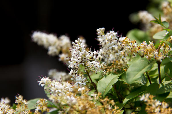 Бирючина (Ligustrum lucidum)