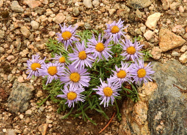 Альпийские астры (Aster alpinus)