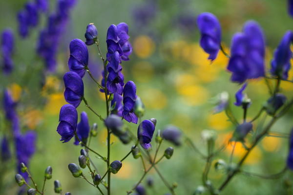 Аконит клобучковый (Aconitum napellus)