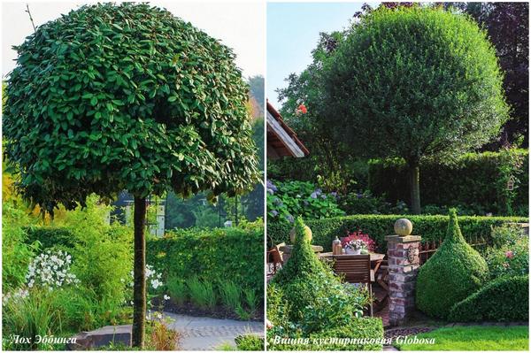 Слева: Лох Эббинга (Elaeagnus ebbingei).
Справа: Вишня кустарниковая Globosa.