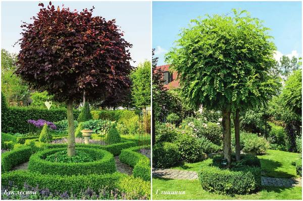 Слева: бук лесной (Fagus sylvatica).
Справа: глициния (Wisteria)