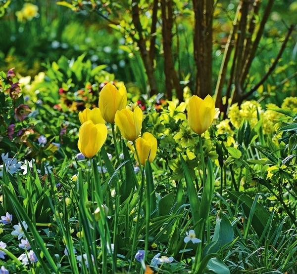 Любимый сад, где цветут и пахнут солнечные растения, станет неизменным источником вдохновения и позитива.