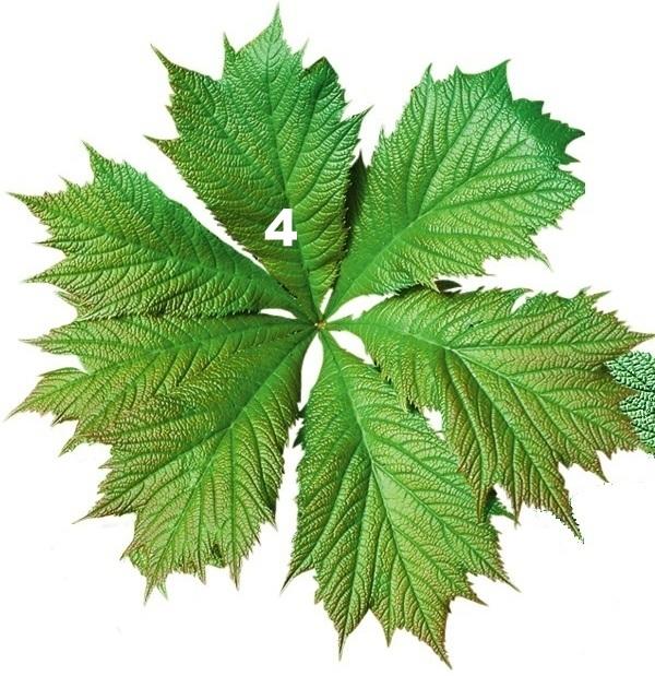 Роджерсия стополистная (Rodgersia podophylla) больше всех отличается от других видов