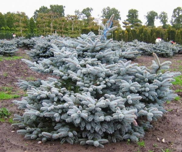 Ель колючая Glauca globosa. Фото с сайта zp31.ru