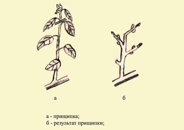 Прищипка калины