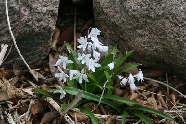 Пролеска Тубергена, или пролеска Мищенко (Scilla tubergeniana, Scilla mischtschenkoana). Фото: Uleli, sv.wikipedia.org