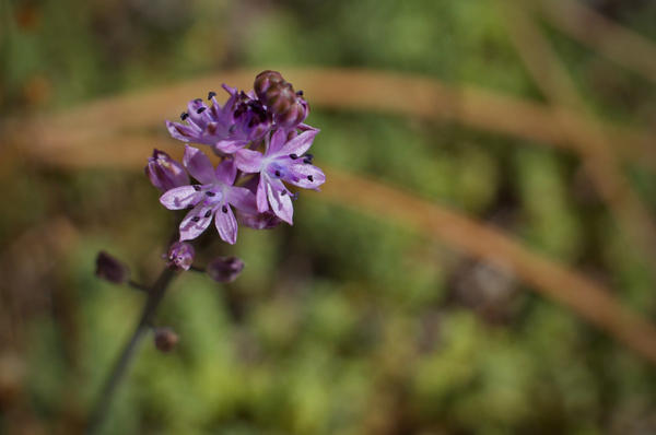 Сцилла осенняя (Scilla autumnalis). Фото с сайта floradegalicia.wordpress.com