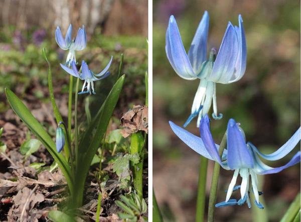 Пролеска Розена (Scilla rosenii). Фото: Сергей Майоров, molbiol.ru