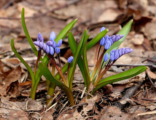 Пролеска двулистная (Scilla bifolia). Фото: Сергей Майоров, plantarium.ru