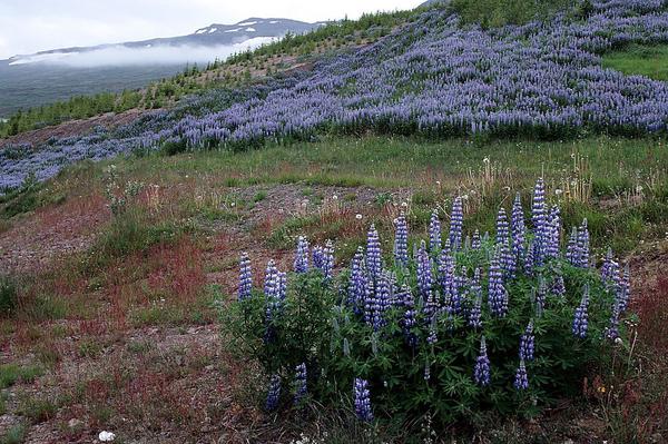 Люпин нутканский (Lupinus nootkatensis). Фото: Hedwig Storch, ru.wikipedia.org