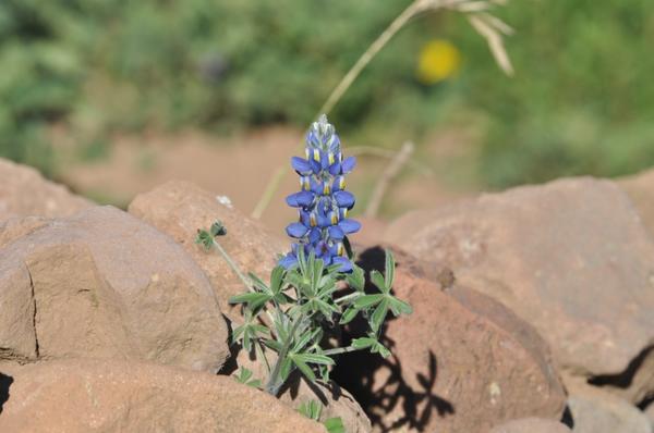 Люпин изменчивый (Lupinus mutabilis). Фото: Александр Лебедев, plantarium.ru