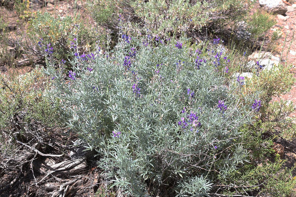 Люпин серебристый (Lupinus argenteus). Фото: Dcrjsr, en.wikipedia.org