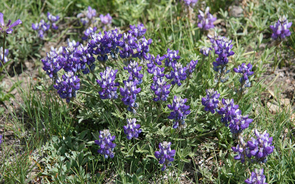 Люпин Бревера (Lupinus breweri). Фото: Dcrjsr, en.wikipedia.org