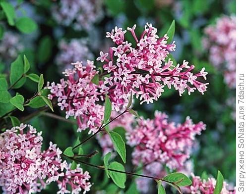 Сирень мелколистная Superba (Syringa microphylla)