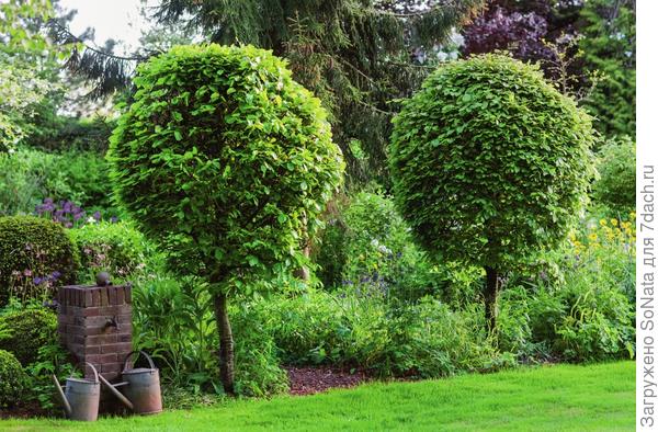 Кроне бука лесного (Fagus sylvatica) легко придать форму шара.