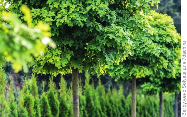 Дуб болотный (Quercus palustris) Green Dwarf растет медленно и отличается неприхотливостью.