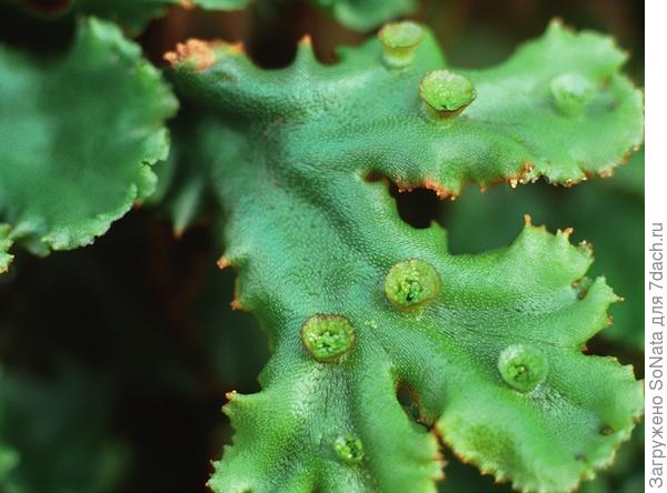 Блефаростома волосолистная (Blepharostoma trichophyllum)