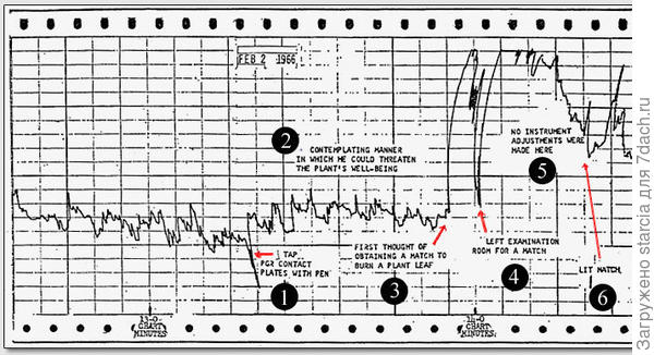 Данные самописца детектора лжи, подключенные к растению Драцена Масенджиана: 1) Нажатие рукой на PGR контакты. 2) Обдумывание методов угрозы растению. 3) Первая мысль о поджоге листа растения. 4) Эксперементатор уходит из комнаты за спичками. 5) В этом месте никакой регулировки аппаратуры не производилось. 6) Зажигание спички. Фото с сайта merkab.narod.ru