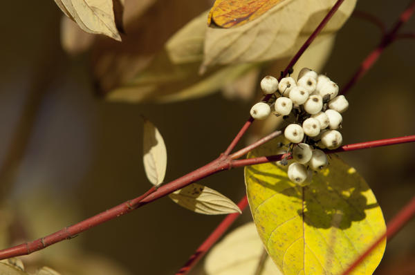 Дерен белый (Cornus alba)