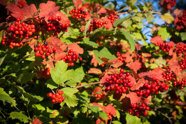 Калина (Viburnum)