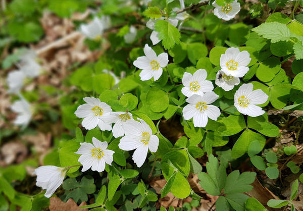 Посадка кислицы в саду