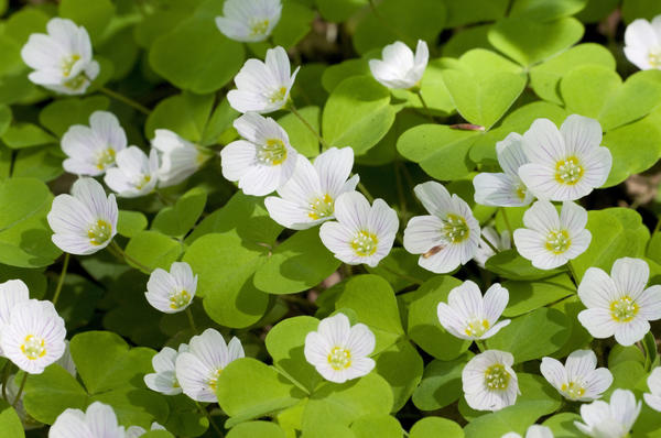 Кислица (Oxalis)