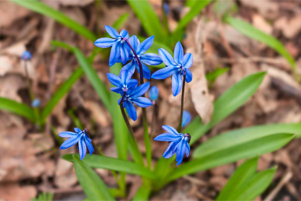 Пролеска сибирская (Scilla siberica)