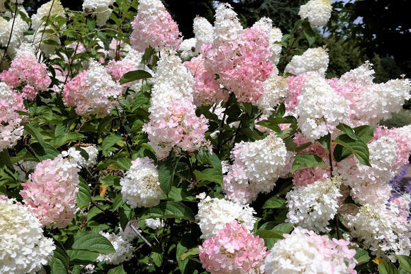 Гортензия метельчатая (Hydrangea paniculata)