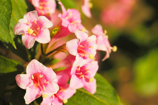 Вейгела обильноцветущая (W. floribunda)