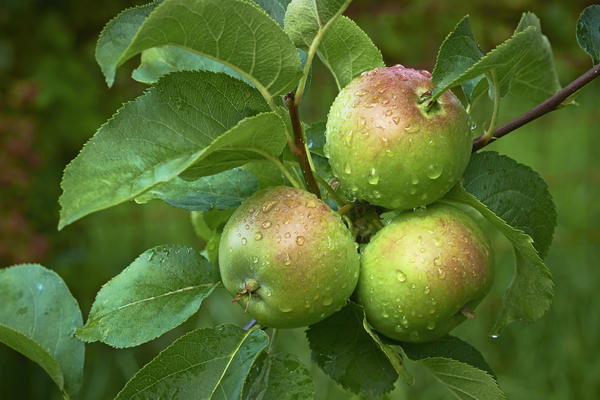 Яблони обрабатывают йодным раствором за месяц до сбора урожая