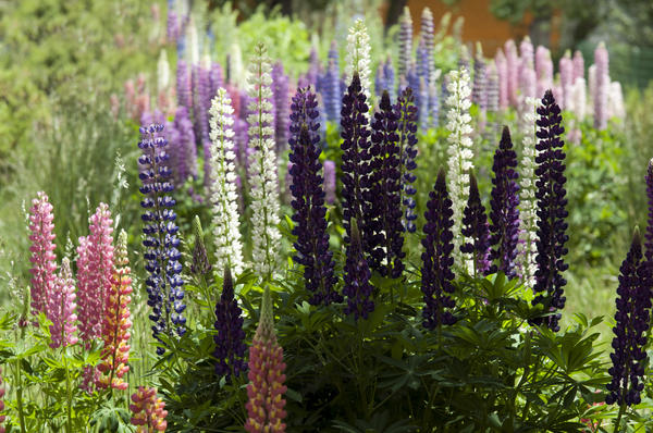 Люпин многолистный (Lupinus polyphyllus)