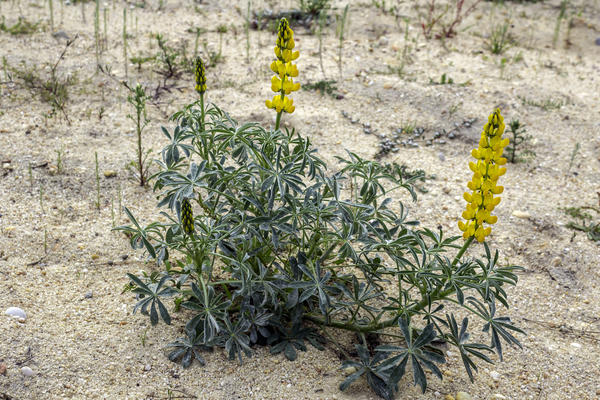 Люпин желтый (Lupinus luteus)