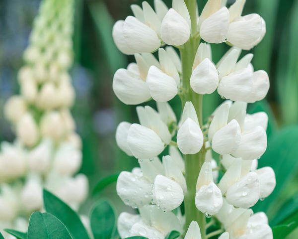 Люпин белый (Lupinus albus)