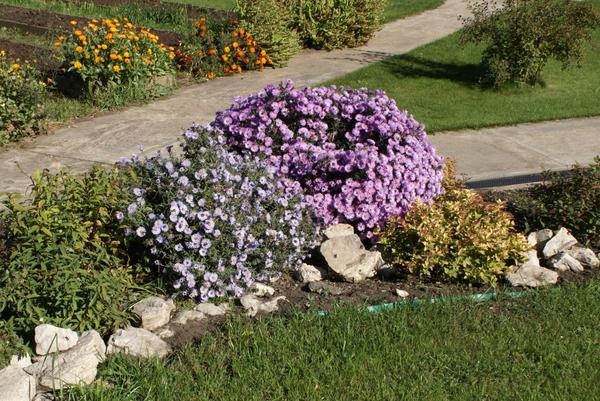 Астра кустарниковая Starlight и астра кустарниковая Herbstgruss von Bresserhof.