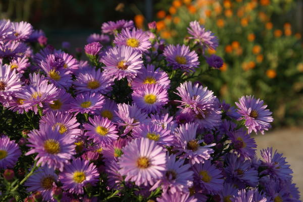 Астра кустарниковая Herbstgruss von Bresserhof.