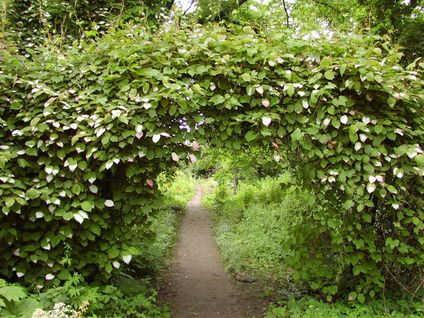 Вход в сад - арка с актинидией. Фото с сайта happymodern.ru