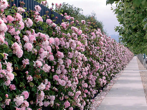 Живую изгородь из роз нельзя обрезать. Фото с сайта cdn3.pacifichorticulture.org