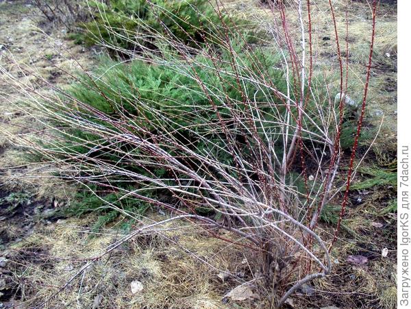 На зиму тамарикс укрывать не нужно