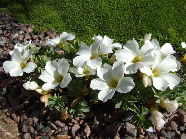 Oxalis Alba. Фото с сайта hdwallpapersxx.com